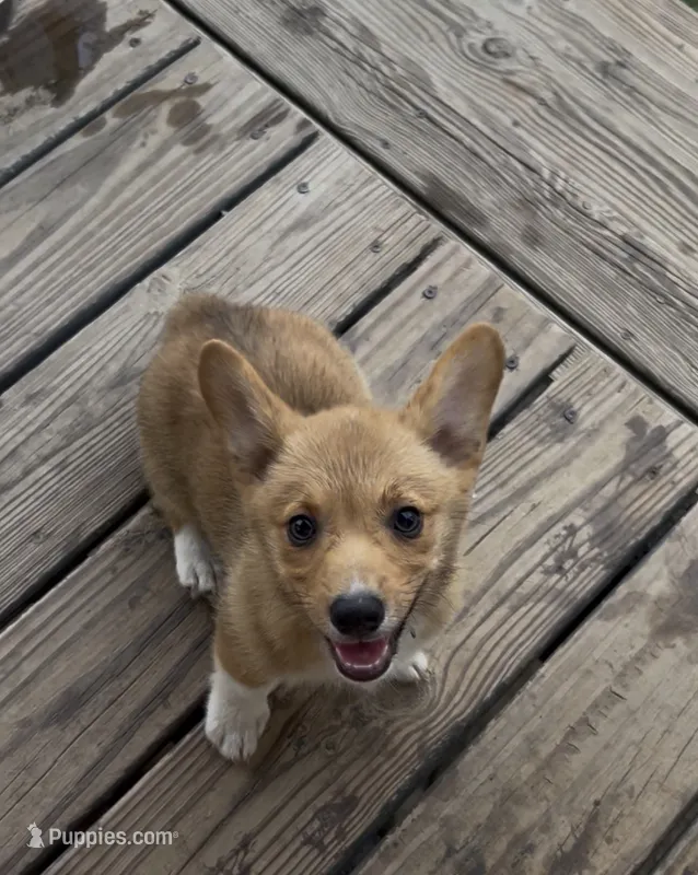 Hazel – Pembroke Welsh Corgi puppy for sale in Angier, NC