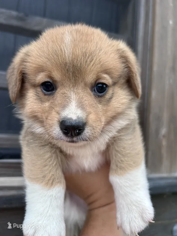 Winnie – Pembroke Welsh Corgi puppy for sale in Angier, NC