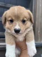 Winnie, a female Pembroke Welsh Corgi for sale in Angier, NC – 4 of 9