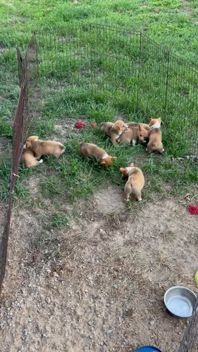 Raven, a female Pembroke Welsh Corgi for sale in Angier, NC – 4 of 7