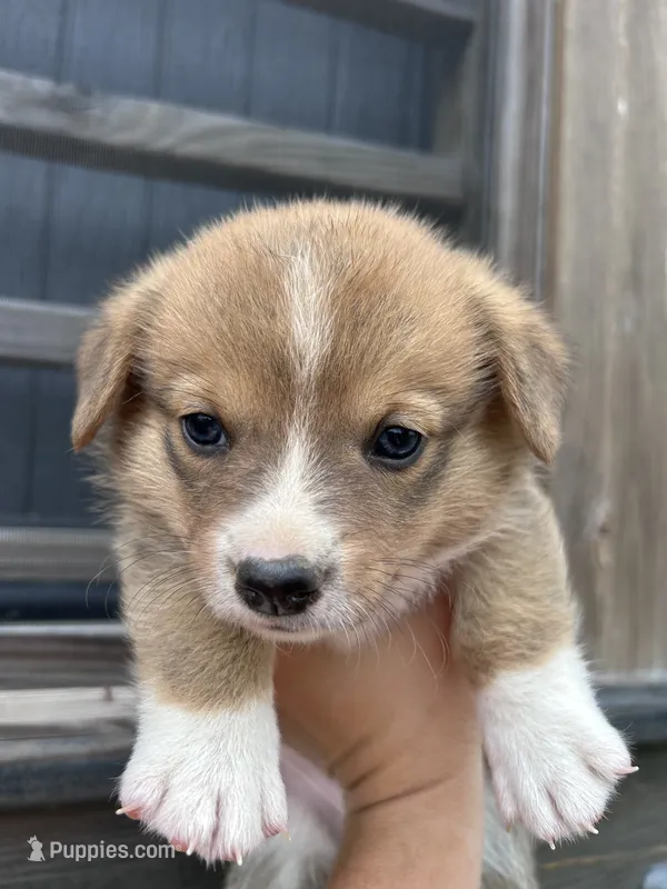 Remi – Pembroke Welsh Corgi puppy for sale in Angier, NC