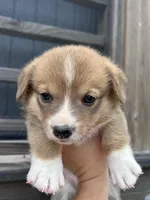 Remi, a male Pembroke Welsh Corgi for sale in Angier, NC – 2 of 6