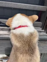 Penny, a female Pembroke Welsh Corgi for sale in Angier, NC – 6 of 6
