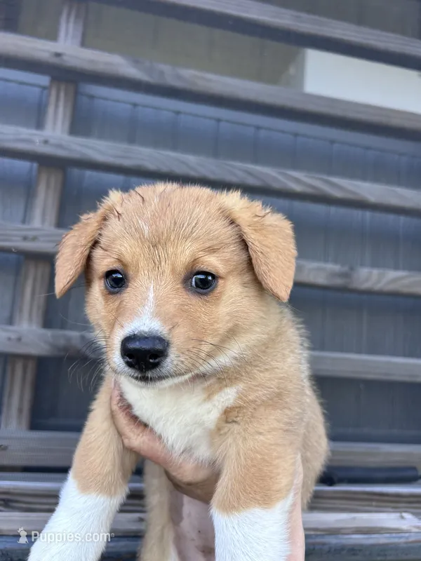 Winnie – Pembroke Welsh Corgi puppy for sale in Angier, NC