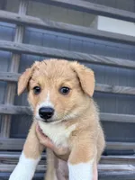 Winnie, a female Pembroke Welsh Corgi for sale in Angier, NC – 1 of 9