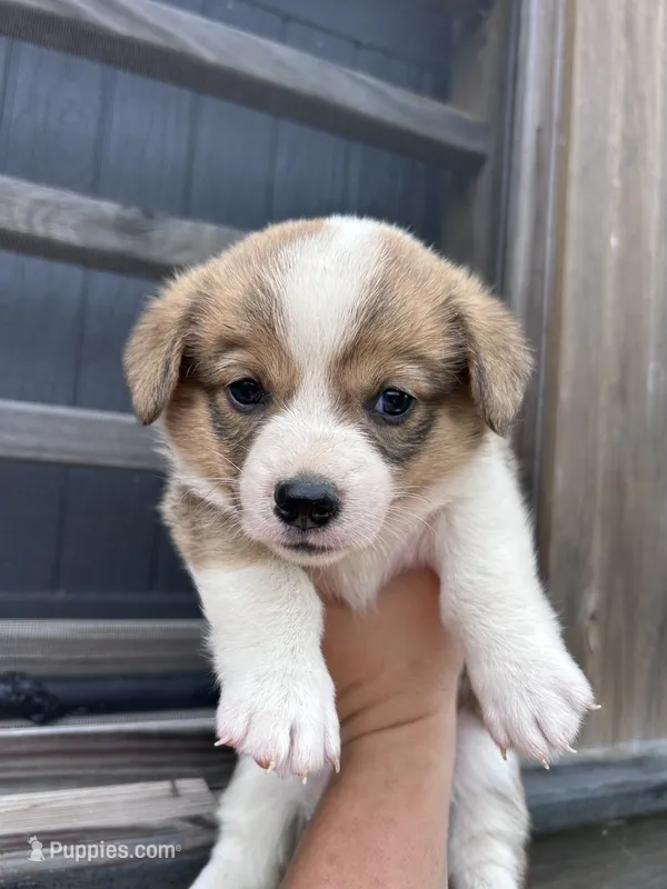 Penny – Pembroke Welsh Corgi puppy for sale in Angier, NC