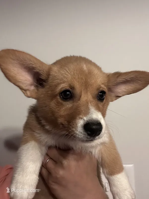 Raven – Pembroke Welsh Corgi puppy for sale in Angier, NC