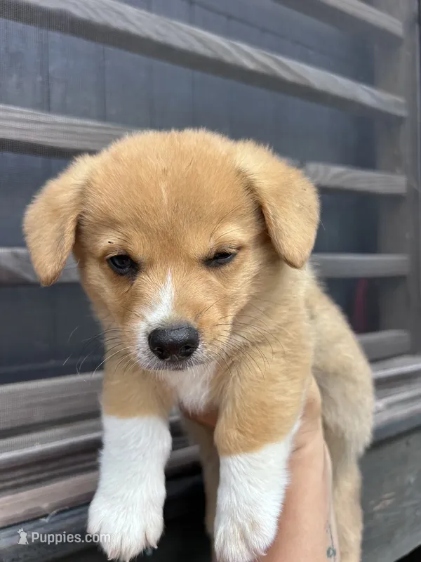 Kobe – Pembroke Welsh Corgi puppy for sale in Angier, NC