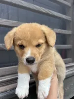 Kobe, a male Pembroke Welsh Corgi for sale in Angier, NC – 1 of 6