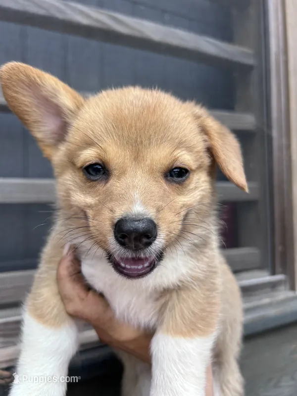 Hazel – Pembroke Welsh Corgi puppy for sale in Angier, NC