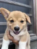 Hazel, a female Pembroke Welsh Corgi for sale in Angier, NC – 3 of 9