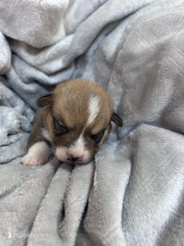 Oliver – Pembroke Welsh Corgi puppy for sale in Angier, NC