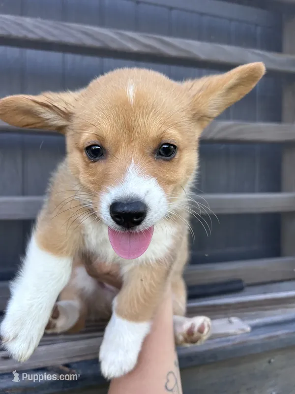 Raven – Pembroke Welsh Corgi puppy for sale in Angier, NC