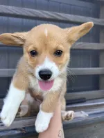 Raven, a female Pembroke Welsh Corgi for sale in Angier, NC – 1 of 7