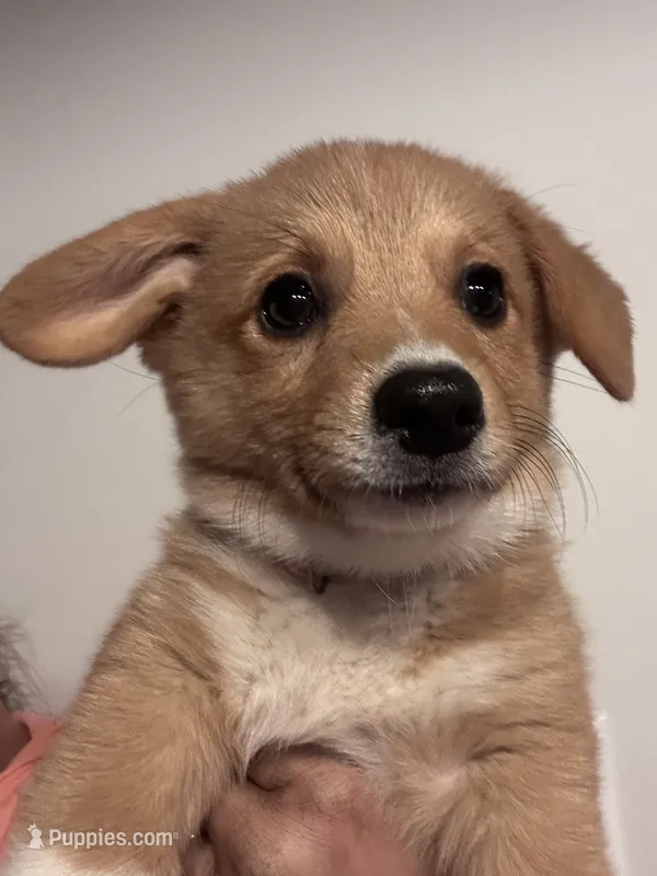 Winnie – Pembroke Welsh Corgi puppy for sale in Angier, NC