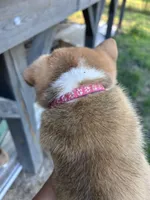 Rosie, a female Pembroke Welsh Corgi for sale in Angier, NC – 9 of 9