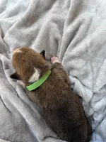 Remi, a male Pembroke Welsh Corgi for sale in Angier, NC – 2 of 2