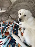 Pearl, a female Labrador Retriever for sale in Lexington, SC – 2 of 2