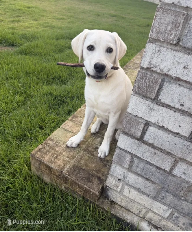 Pearl – Labrador Retriever puppy for sale in Lexington, SC