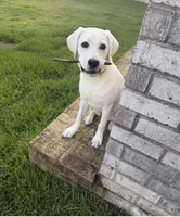 Pearl, a female Labrador Retriever for sale in Lexington, SC – 1 of 2