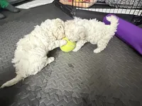 processed/2e31f3d7-8a56-4ab5-8b01-a8da2e941983/listing/5310c2b8-6b35-49a8-aaaa-6b9ba8984737/285b1892-d1ce-4166-93e1-e7d99f8358be