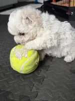 processed/2e31f3d7-8a56-4ab5-8b01-a8da2e941983/listing/57ec5fba-1b7a-44cc-9e5e-e355b96fffdf/18854fe5-1b64-474c-b872-ac3c407517b3