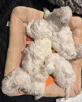 processed/2e31f3d7-8a56-4ab5-8b01-a8da2e941983/listing/60977f35-36a4-4384-aca0-fa287367eae7/a0ff197a-d638-49c3-8e11-2b9a48f16000