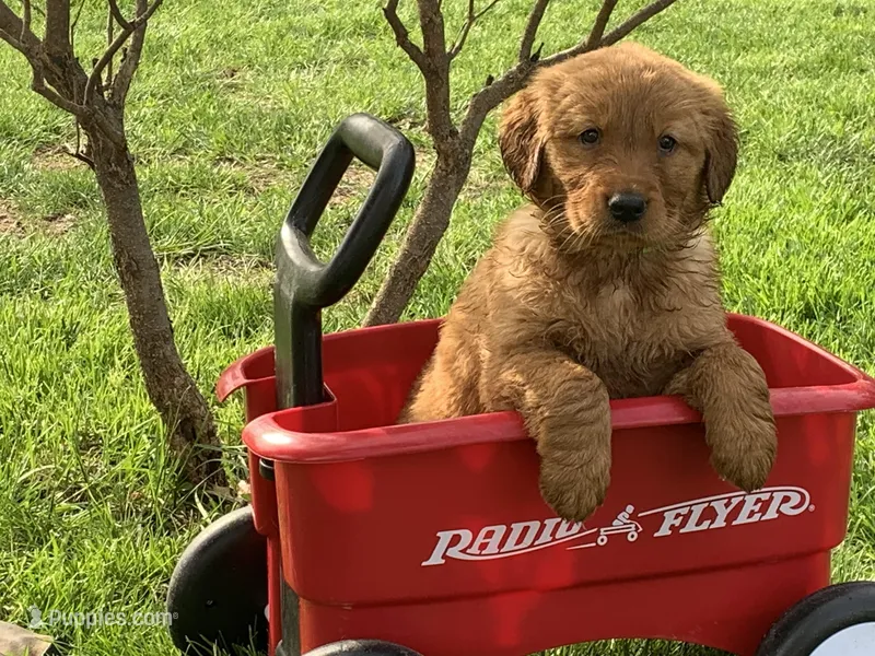 Lucy – Golden Retriever puppy for sale in Hazel Green, WI