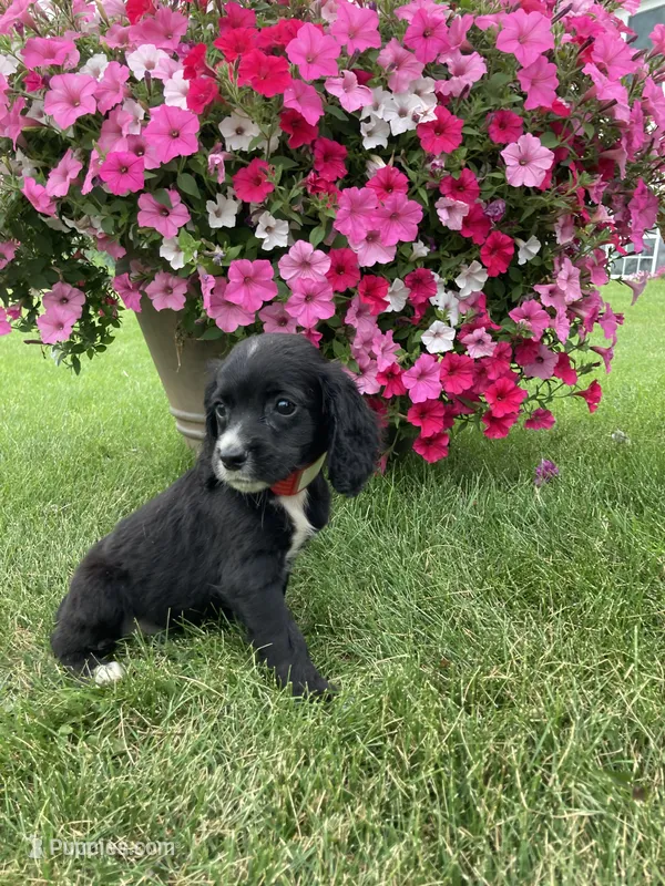 Sasha – Cocker Spaniel puppy for sale in Hazel Green, WI