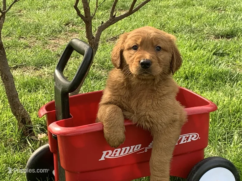 River – Golden Retriever puppy for sale in Hazel Green, WI
