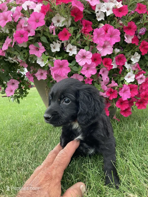 Susie – Cocker Spaniel puppy for sale in Hazel Green, WI