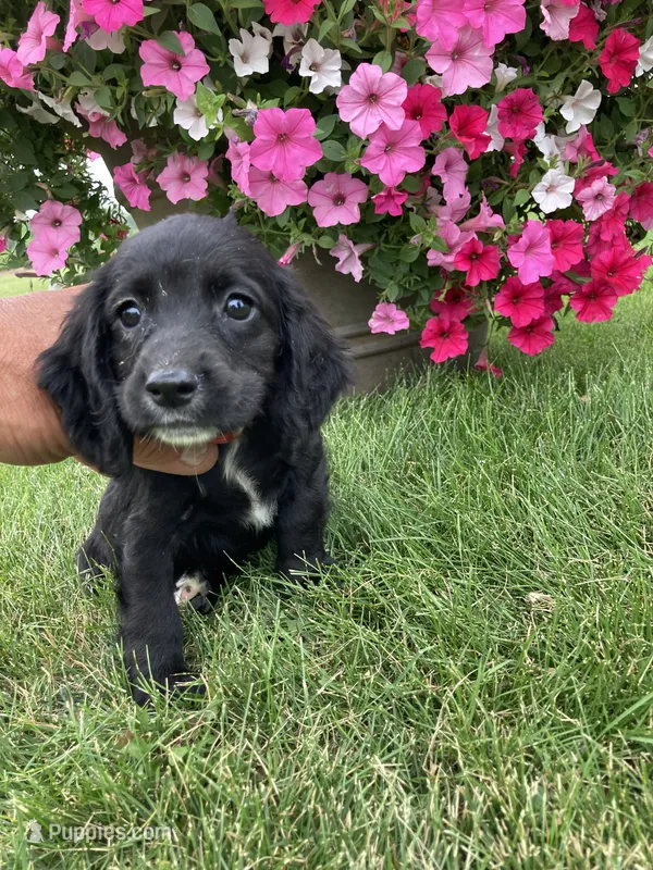 Penny – Cocker Spaniel puppy for sale in Hazel Green, WI