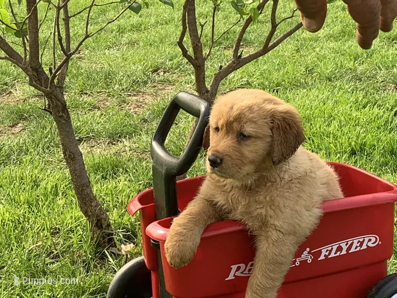 Gracie, a female Golden Retriever for sale in Hazel Green, WI – Photo 1 of 1