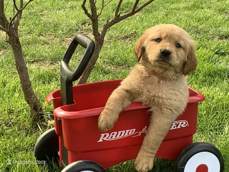 Woody – Golden Retriever puppy for sale in Hazel Green, WI