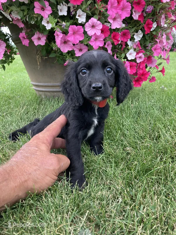 Jane – Cocker Spaniel puppy for sale in Hazel Green, WI