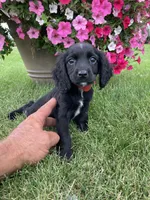 Jane, a female Cocker Spaniel for sale in Hazel Green, WI – 1 of 1