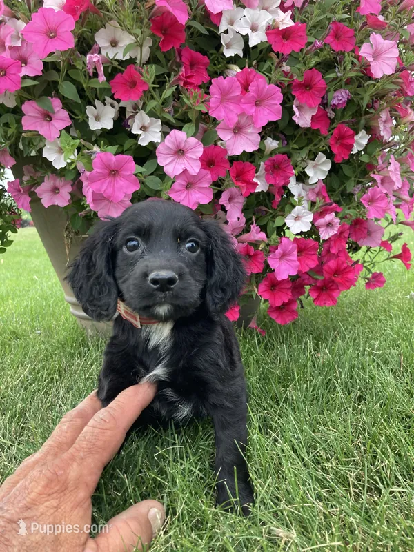 Jake – Cocker Spaniel puppy for sale in Hazel Green, WI