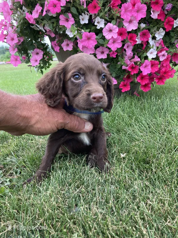 Hunter – Cocker Spaniel puppy for sale in Hazel Green, WI