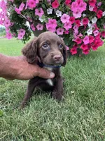 Hunter, a male Cocker Spaniel for sale in Hazel Green, WI – 1 of 1