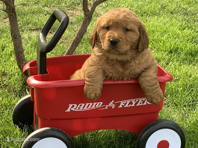 Max – Golden Retriever puppy for sale in Hazel Green, WI