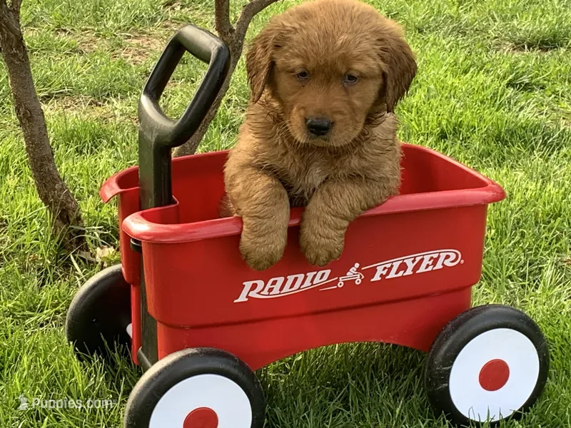 Drake – Golden Retriever puppy for sale in Hazel Green, WI