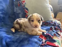 Skyler , a female Australian Shepherd for sale in Jefferson, GA – 3 of 4