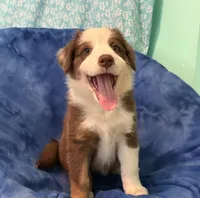 Ruby, a female Australian Shepherd for sale in Jefferson, GA – 7 of 10