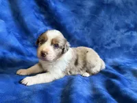 Spice , a female Australian Shepherd for sale in Jefferson, GA – 1 of 5