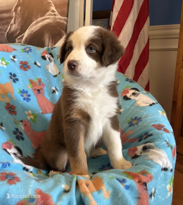 Ruby – Australian Shepherd puppy for sale in Jefferson, GA