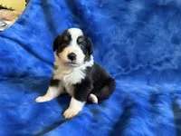 Rookie , a male Australian Shepherd for sale in Jefferson, GA – 3 of 3