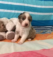 Spice , a female Australian Shepherd for sale in Jefferson, GA – 2 of 5