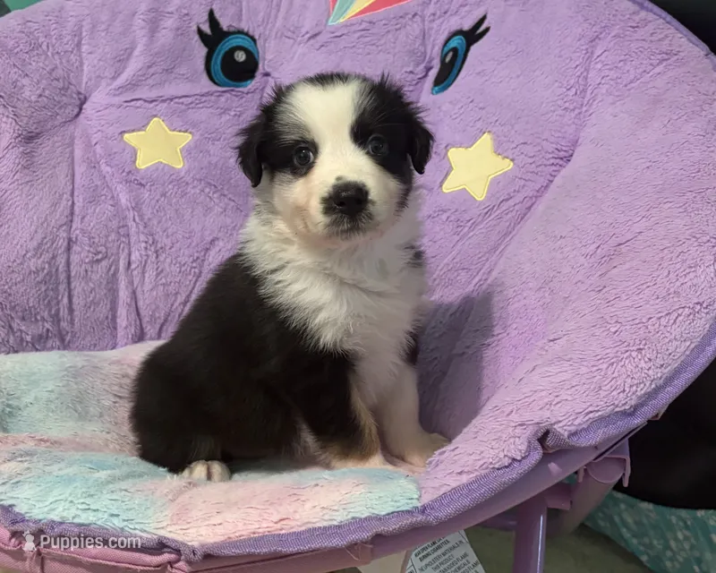 Flower – Australian Shepherd puppy for sale in Jefferson, GA