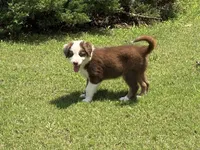 Ruby, a female Australian Shepherd for sale in Jefferson, GA – 6 of 10