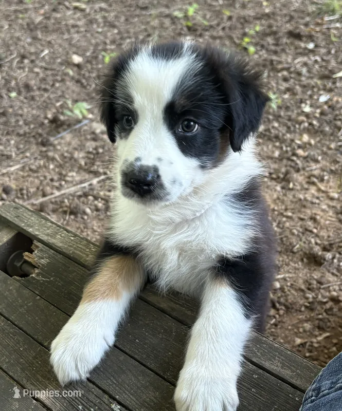 Flower – Australian Shepherd puppy for sale in Jefferson, GA